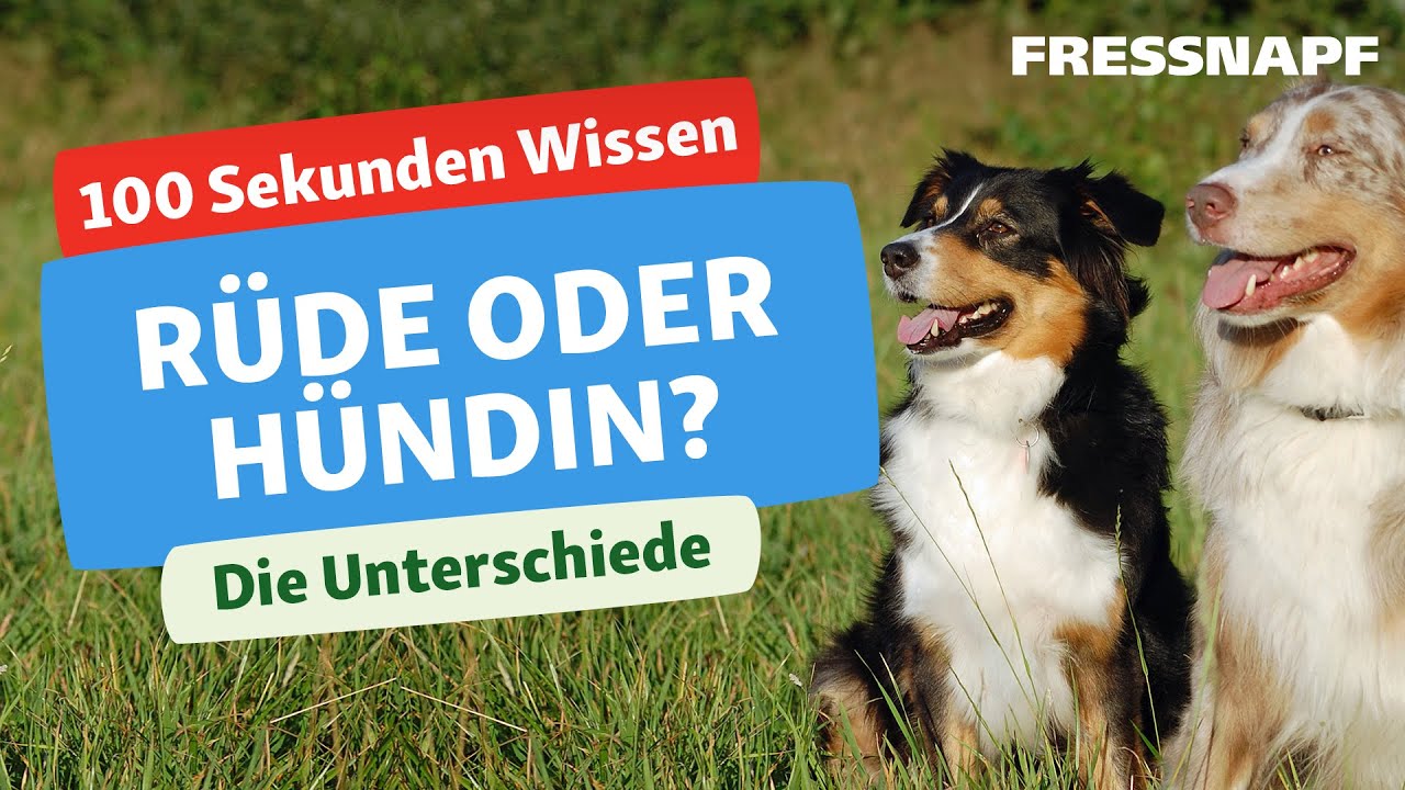 Rüde oder Hündin? Wie sich die Geschlechter bei Hunden unterscheiden