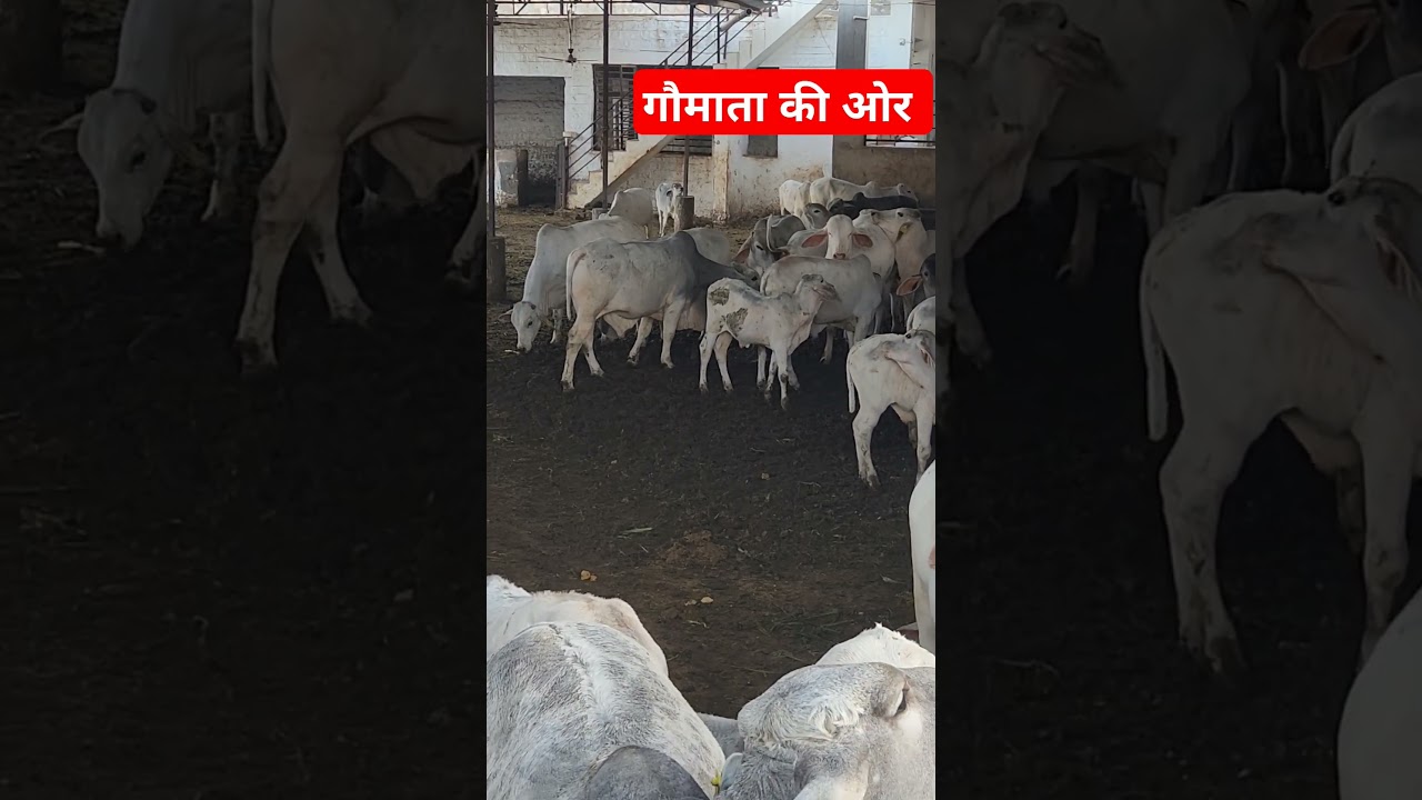 #gaukatha #cow #gaay #love #animals #gaushala #animallover #gauseva #farming #gausevakachamatkar