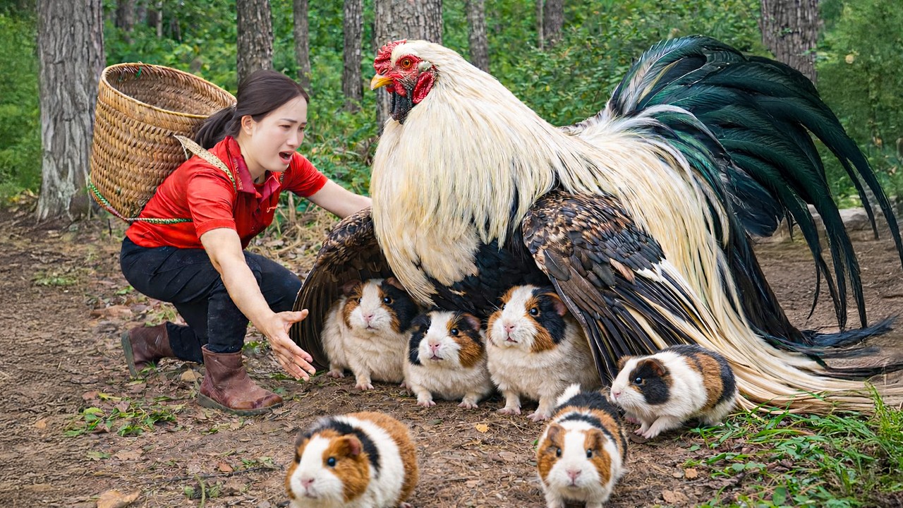 Harvesting +1000 Giant Wild Chickens on Mountain | Brave Woman Rescues Trapped Guinea Pig