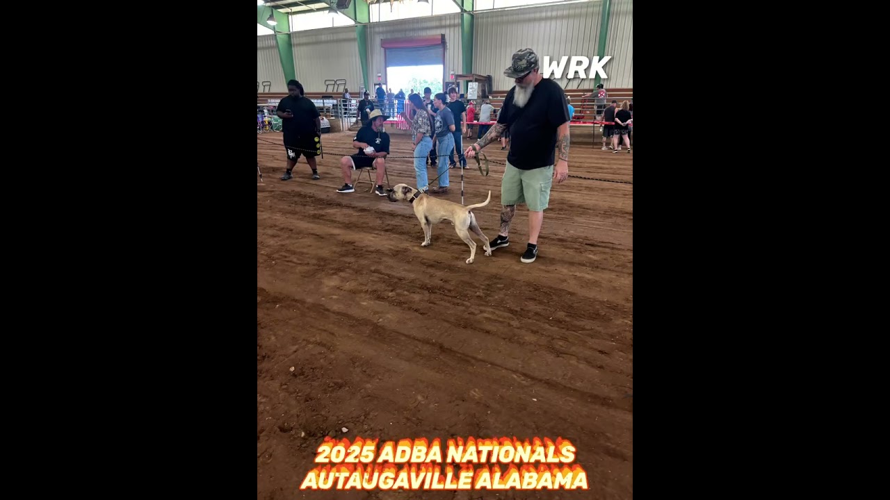 ADBA 2025 Nationals Pitbull Conformation Show