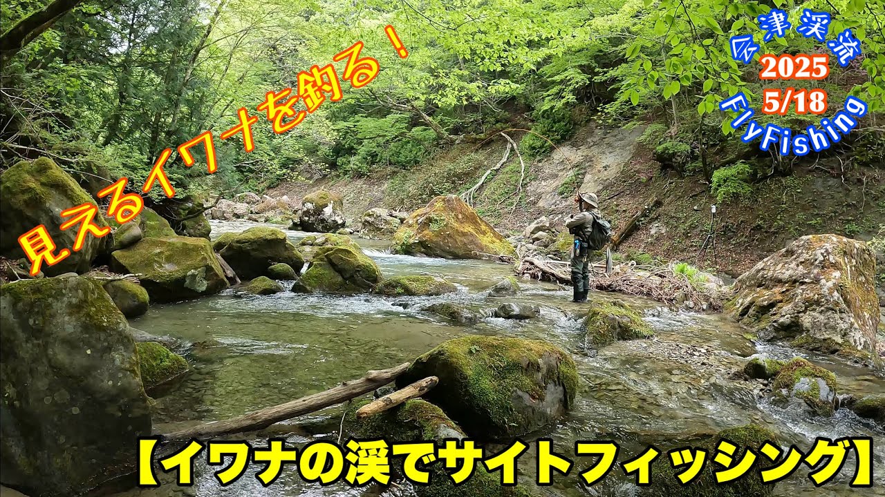【会津渓流FlyFishing】見えるイワナを釣る！（サイトフィッシング）
