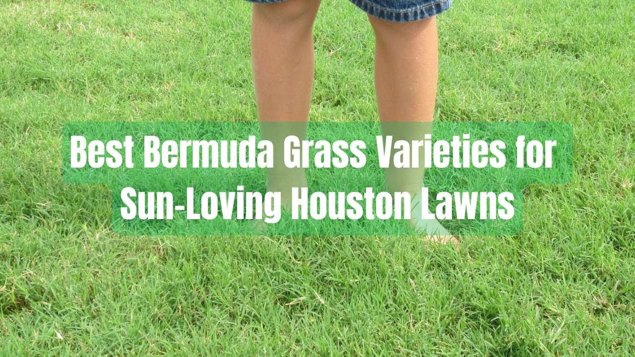Best Bermuda Grass Varieties for Sun-Loving Houston Lawns