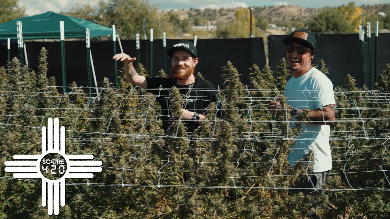 New Mexico Grown // Score420 x Flying H Cannabis - Farm Tour