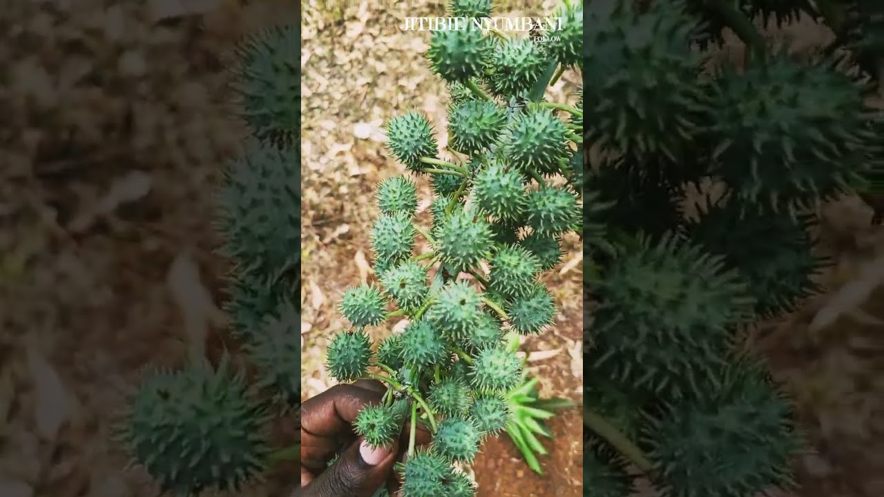 DAWA YA MAGONJWA YA ZINAA
