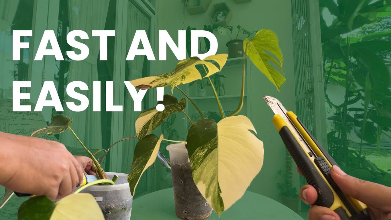 HOW TO PROPAGATE MONSTERA MARMORATA FAST AND EASILY