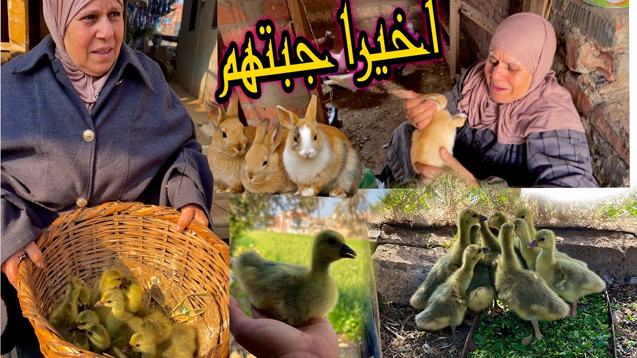 نزلنا السوق في رمضان وجبنا الوز والارانب وفرحتنا بيه كبيره اول مره بعد فتره