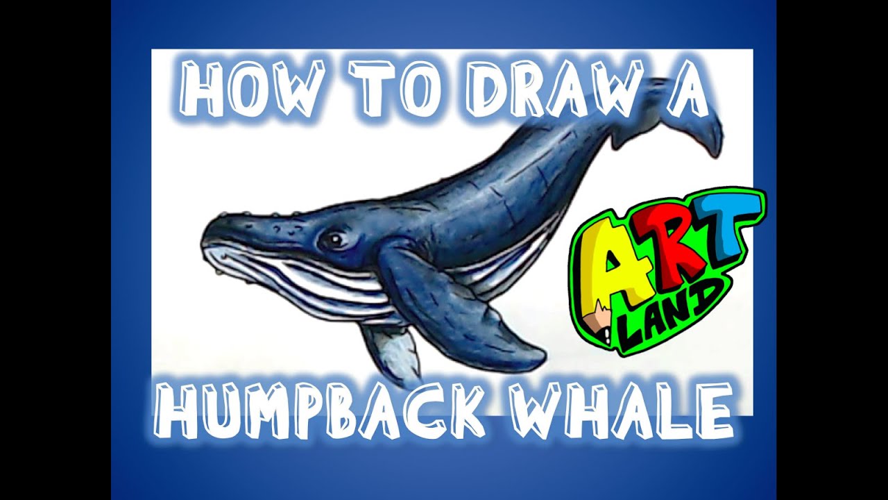How to Draw a HUMPBACK WHALE