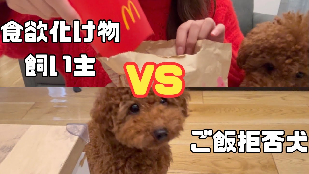食べムラトイプー🐶マックの匂いが食欲増進剤に⁉️