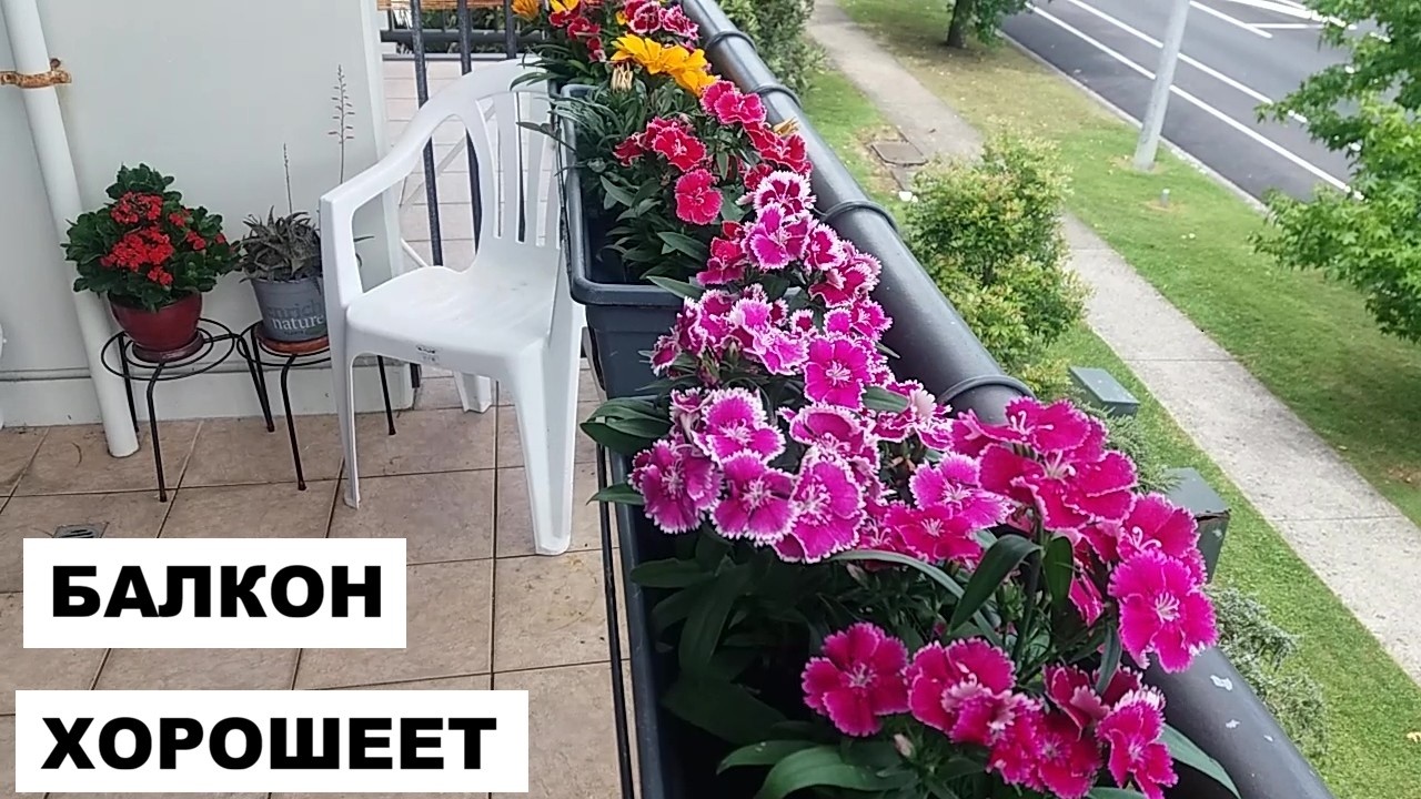 БАЛКОН ХОРОШЕЕТ..ГЕРАНИ БУЙСТВУЮТ..