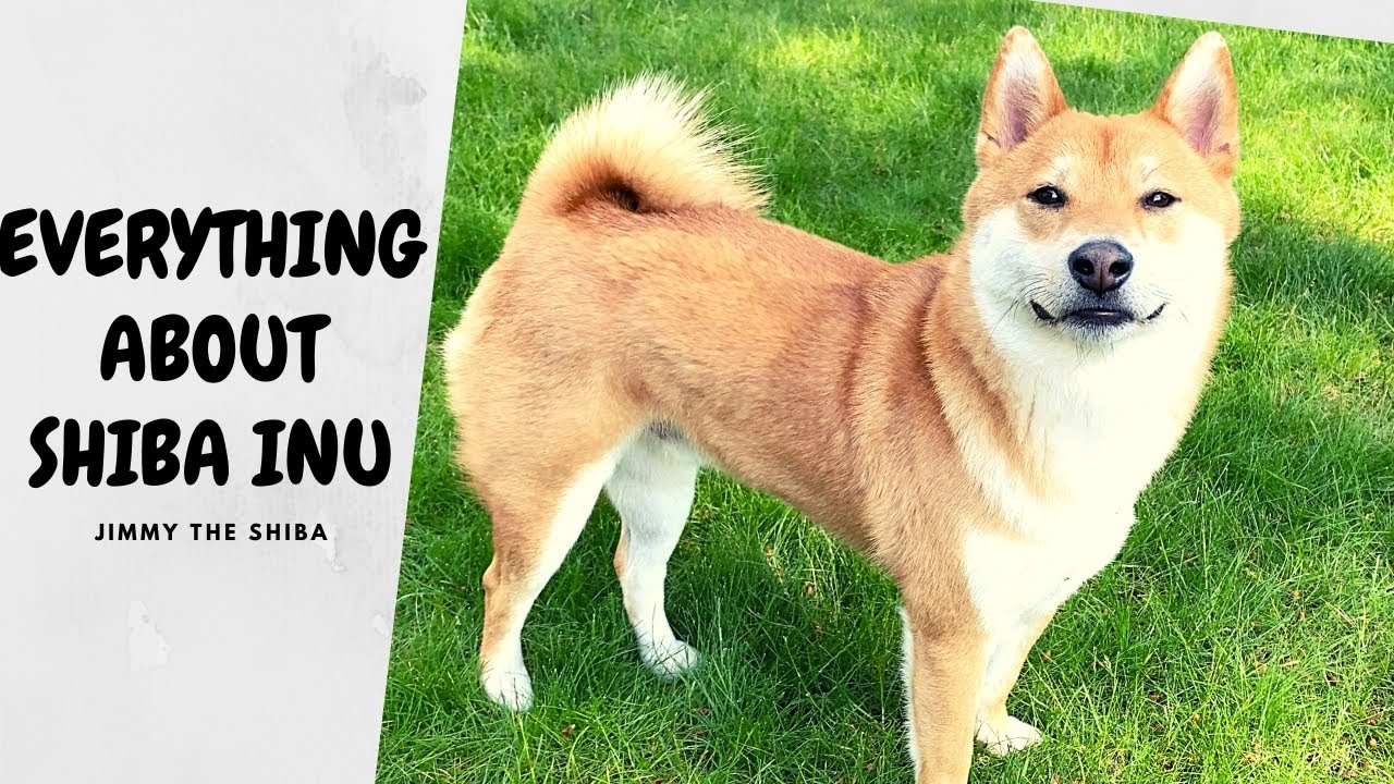 What You Should Know BEFORE Getting a Shiba Inu