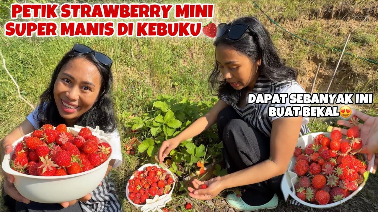 PETIK 3 JENIS STRAWBERRY DAPAT SELOYANG DI KEBUN