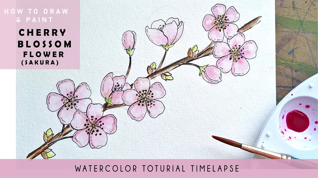 How To Draw and Paint Cherry Blossom (Sakura) Flowers Watercolor Timelapse Tutorial.