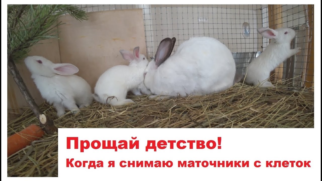 Прощай детство! Когда я снимаю маточники с кроличьих клеток.