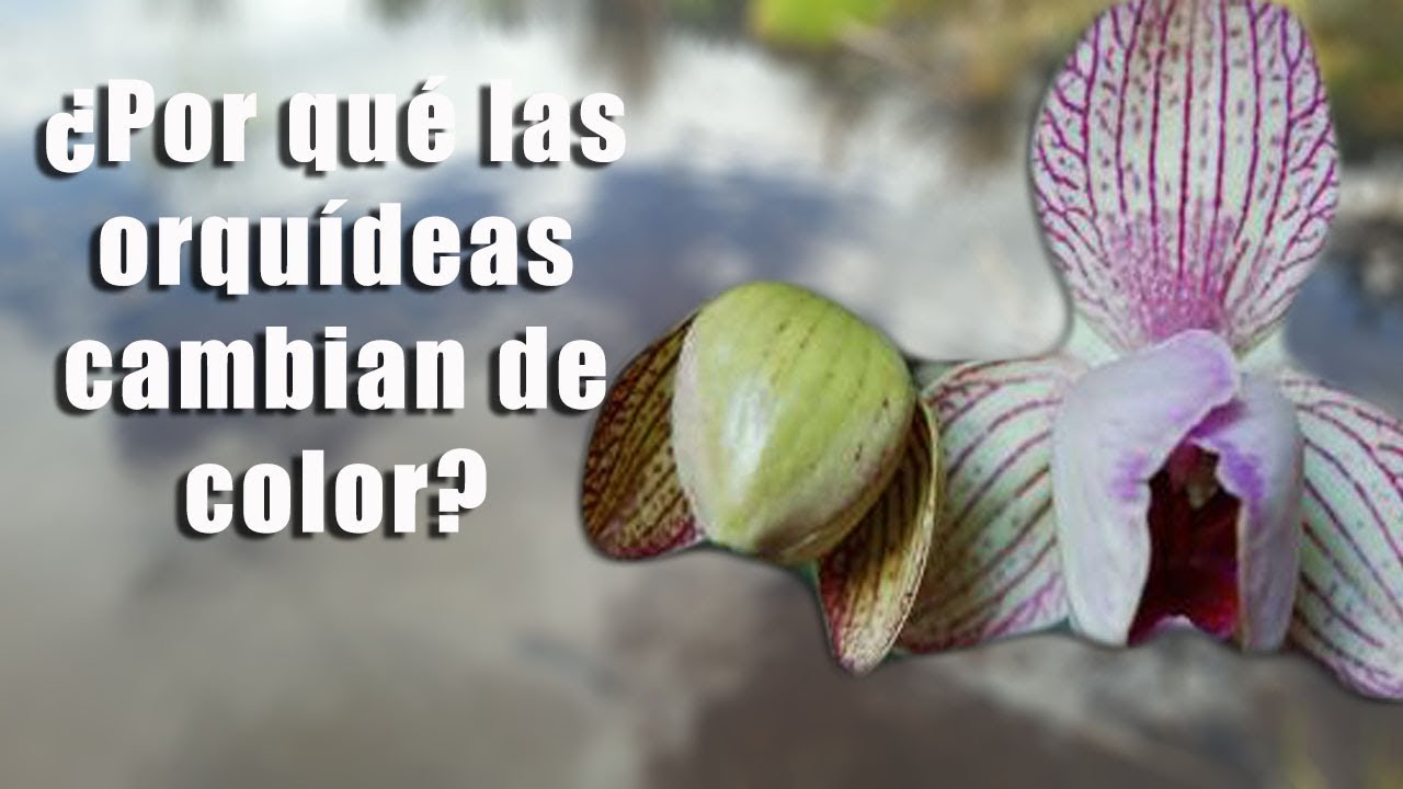 &iquest;Por qu&eacute; las Orqu&iacute;deas cambian de color al florecer? || Orquiplanet