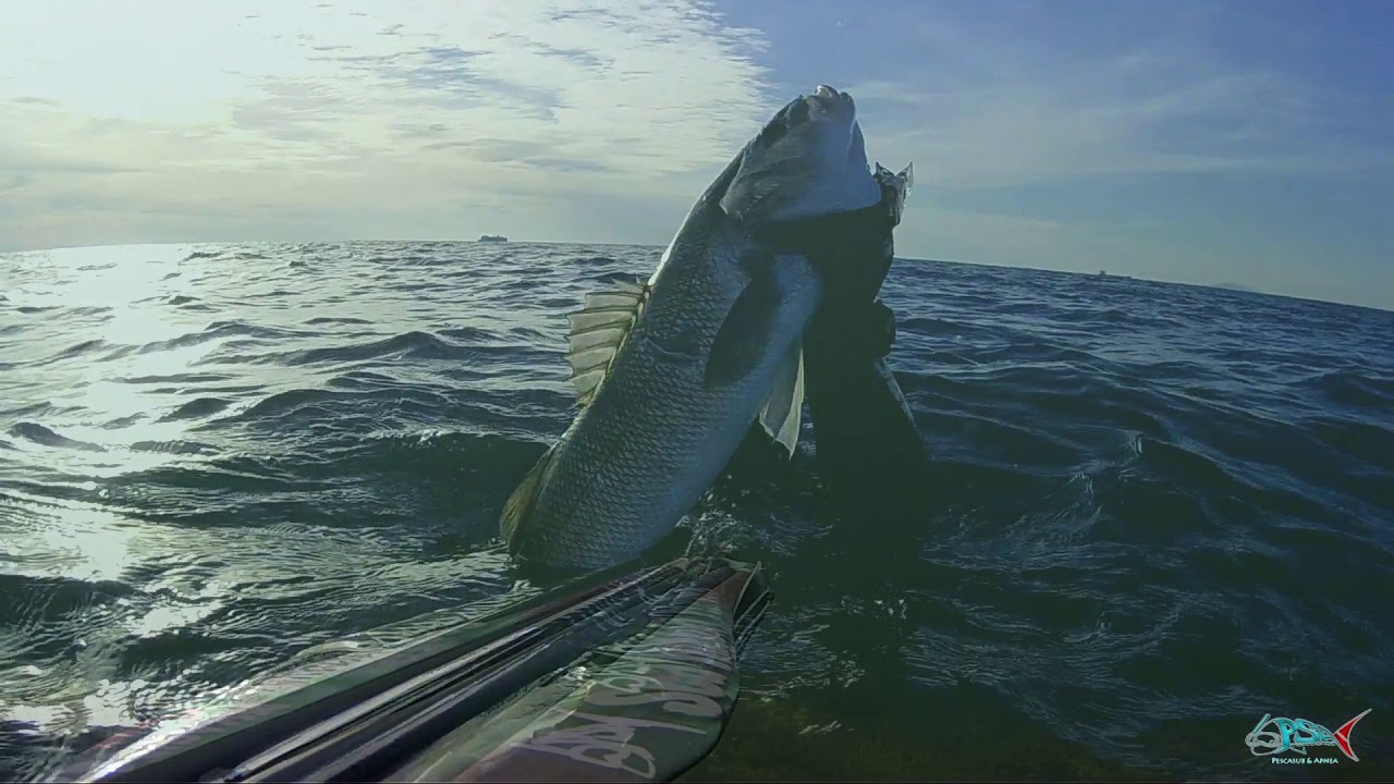 pescasub | Compilation catture Falco Extreme 90 Sea Hawk