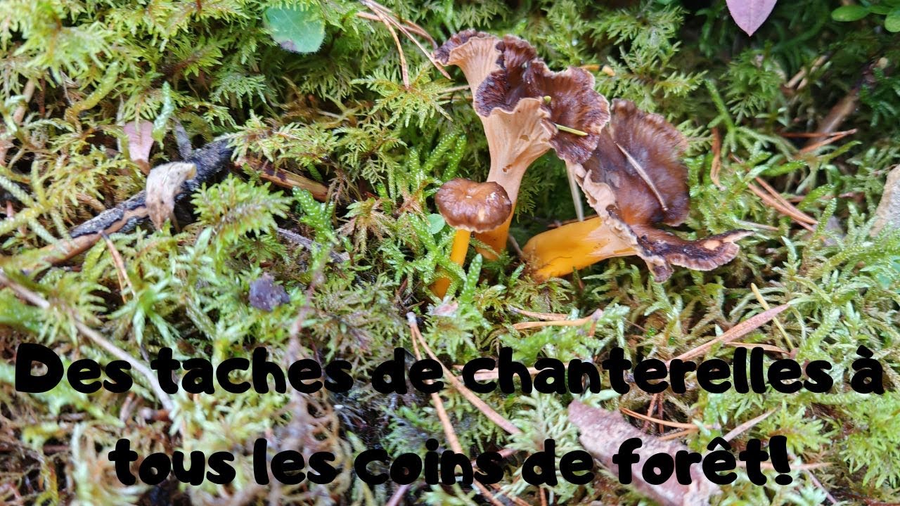 Des taches de chanterelles à tous les coins de la forêt!