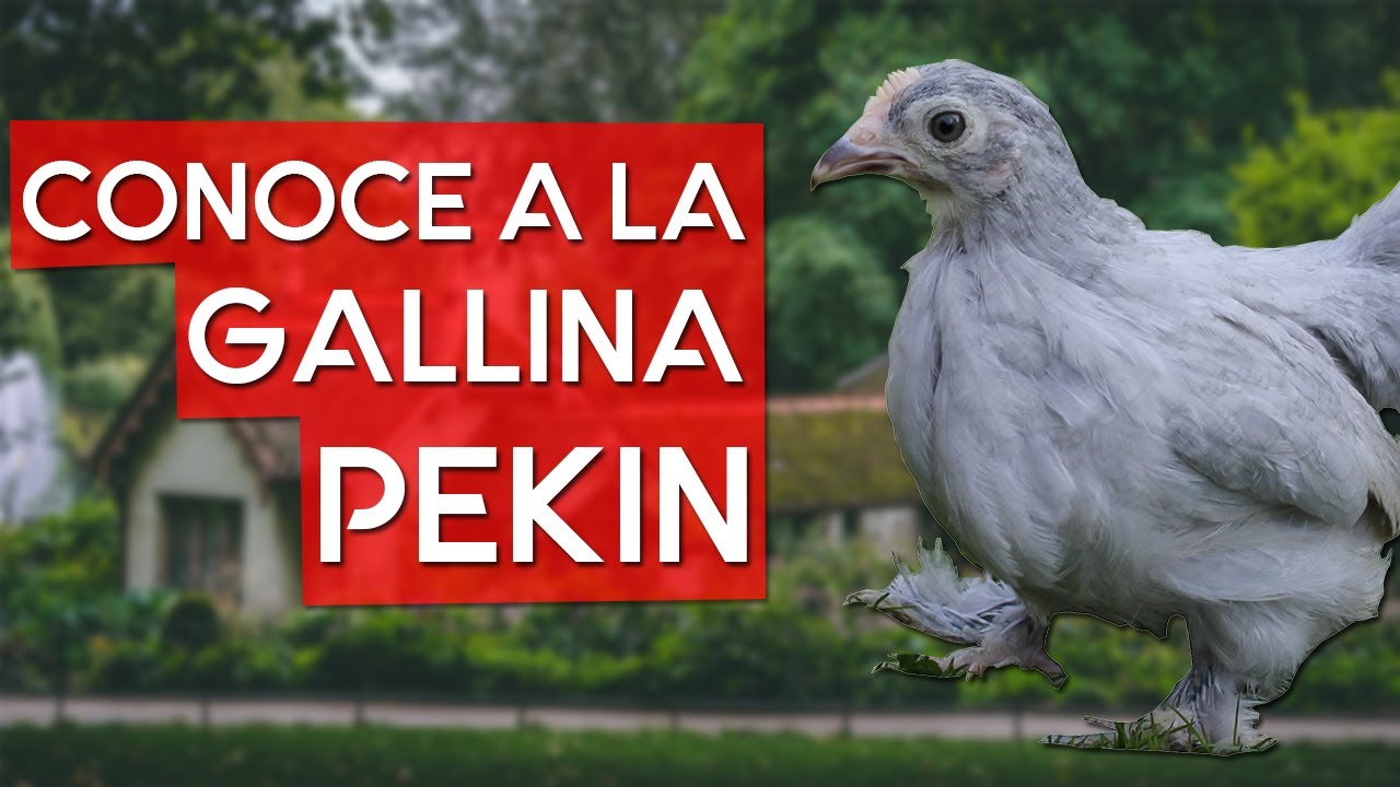 Gallina Pekín 🐔 Una diminuta y cariñosa gallina de origen chino