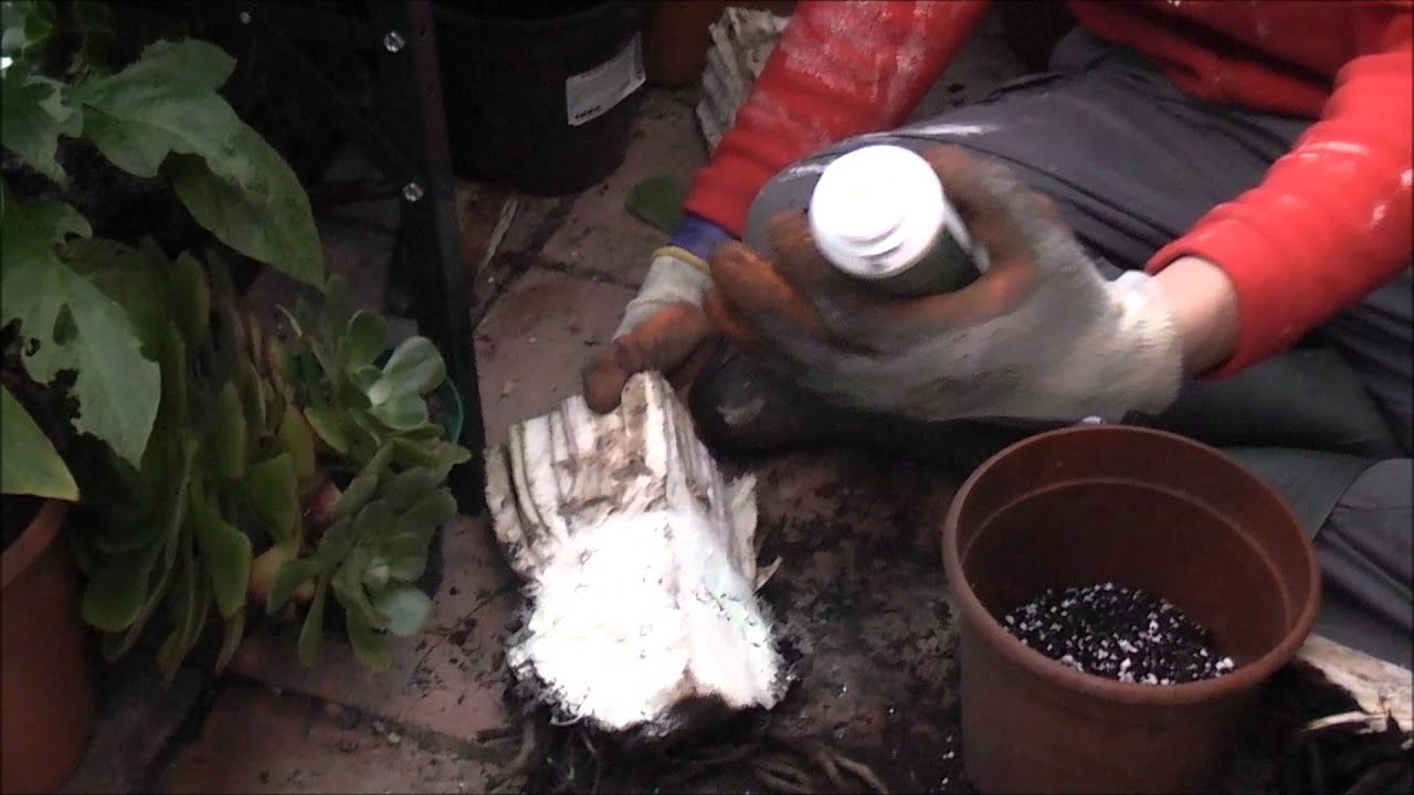 Propagating Ensete hinba part 2