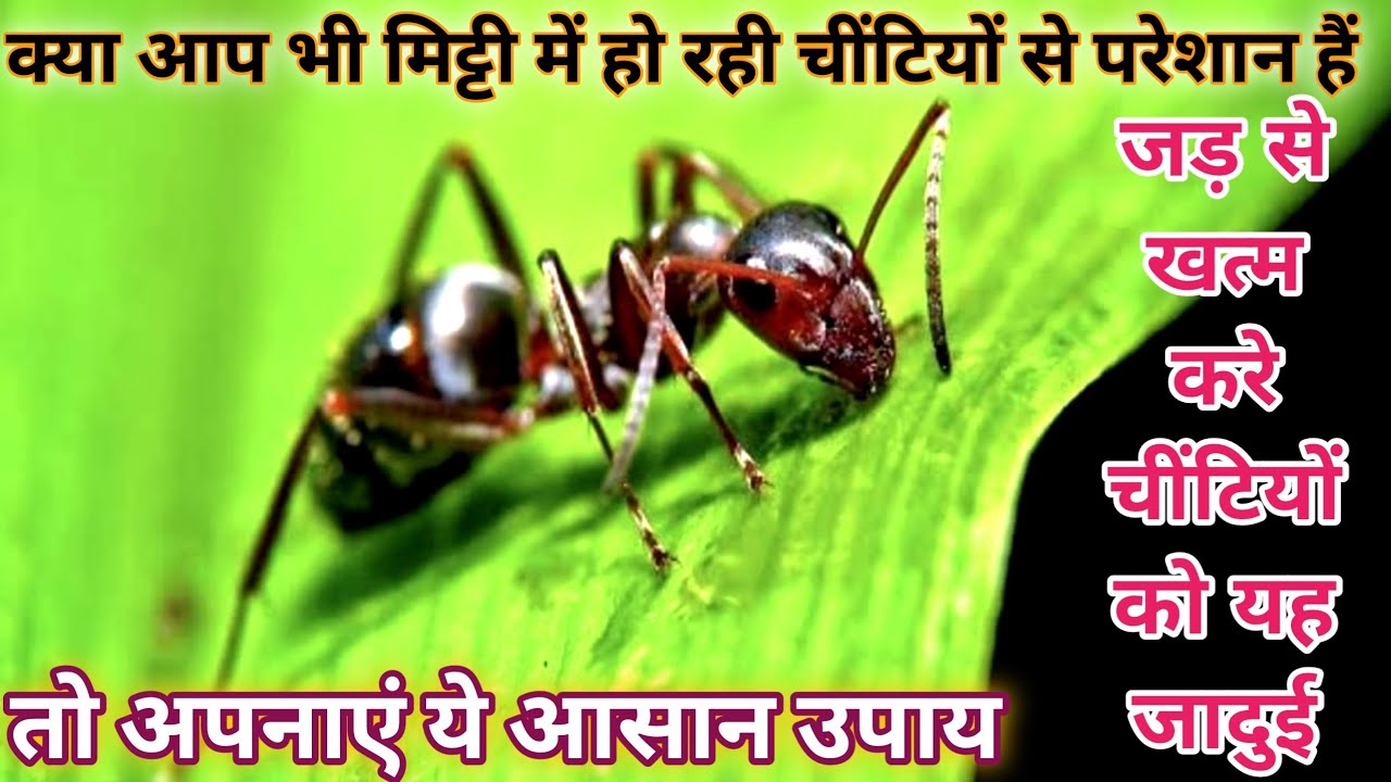क्या आप गमले की मिट्टी में हो रही काली, लाल चीटियों से परेशान है तो करें ये उपाय चीटिया जड़ से खत्म