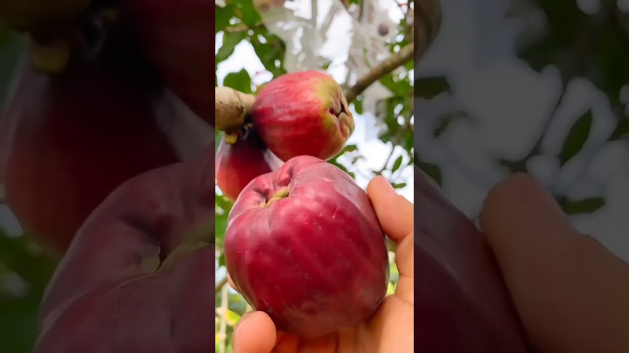 jambu bol atau jambu jamaika #jambubol #jambujamaika #jambudarsono