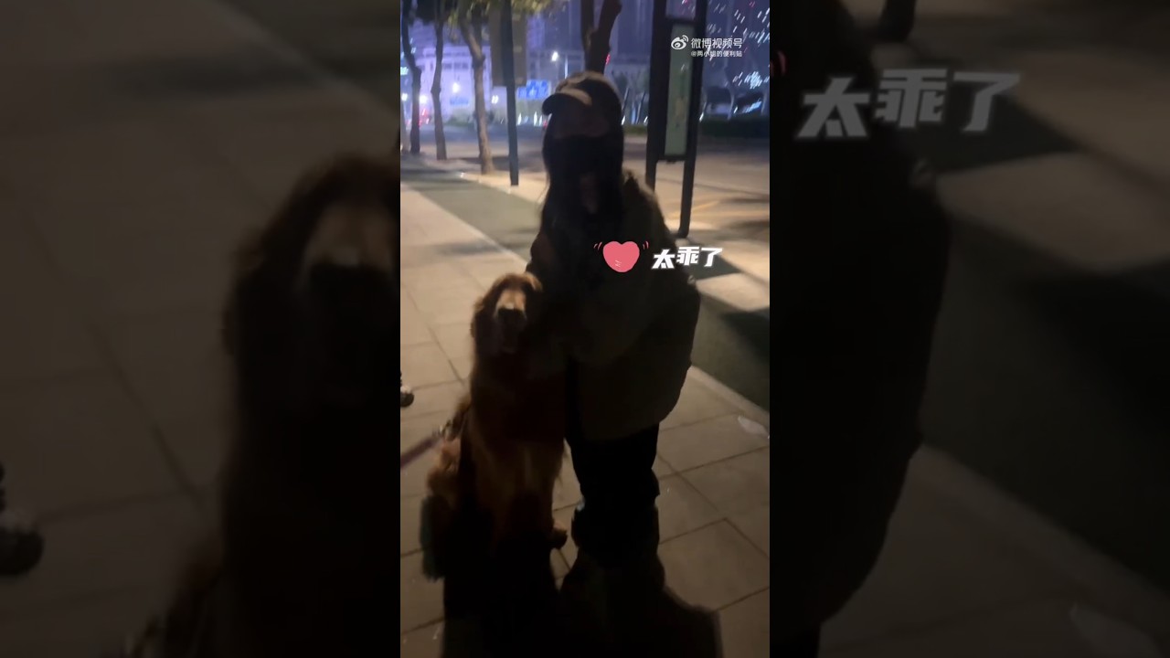人和狗狗都很喜欢#谭松韵 【周三福利】human and dogs love #TanSongyun (Wednesday benefit
