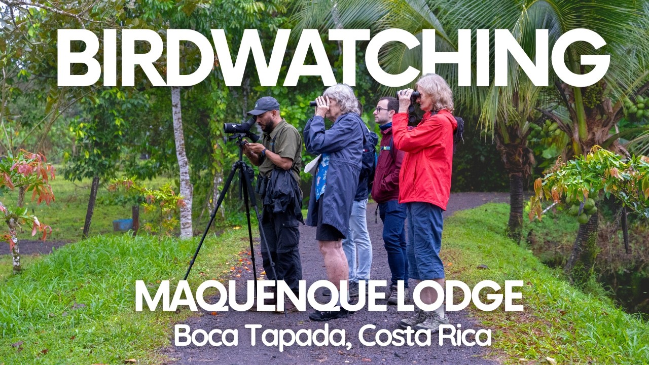Birdwatching in the Rainforest | Responsible Wildlife Tours at Maquenque Lodge