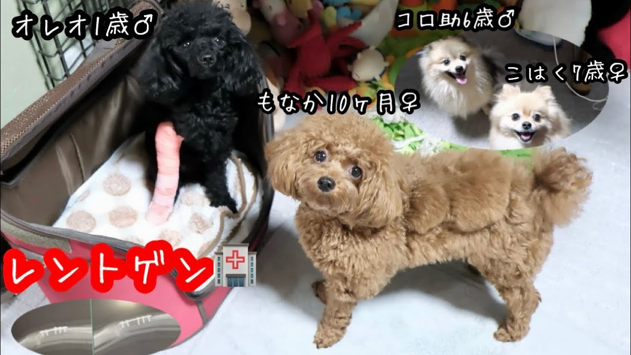 オレオ病院日🏥翌日は急遽全員集合♪【トイプードル】【ポメラニアン】