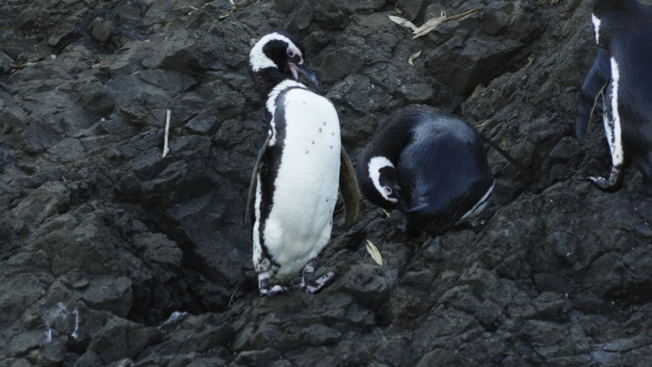 Pingüilandia