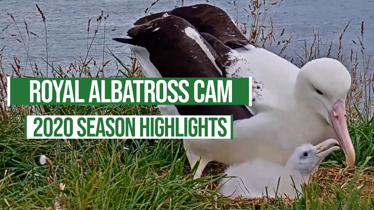 2020 Royal Albatross Cam Season Highlights