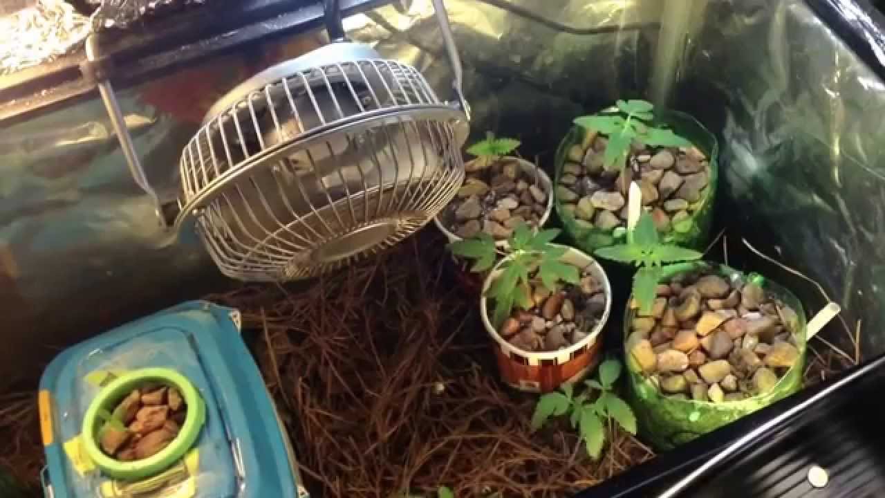 Cfl grow 12/12 from seed. Week 2(OG, Animal Cookies, sherbet)