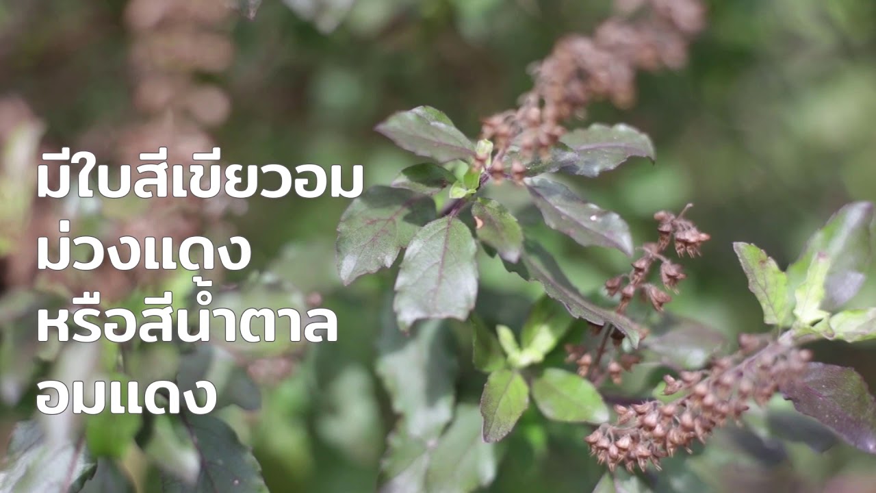 ปลูกกะเพราแดง ตอนที่ 1