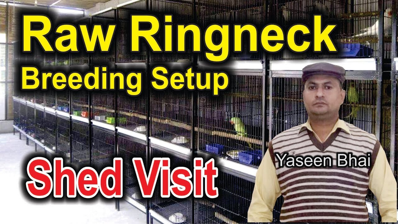 Indian Ringneck | Raw Parrots Breeder Setup Visit | Yaseen Bhai Ka Shed | Most Expensive Parrots