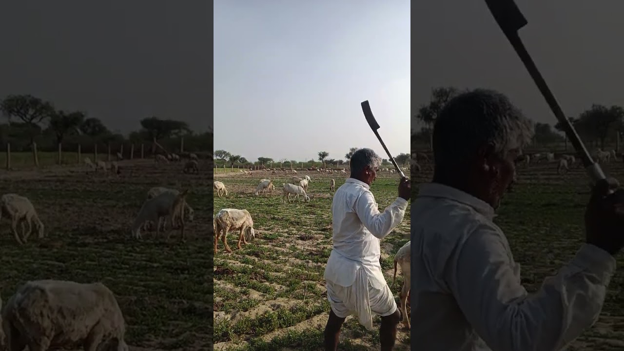 भैड पालक  बहुत परेशान  पर मजबुरी का नाम 
