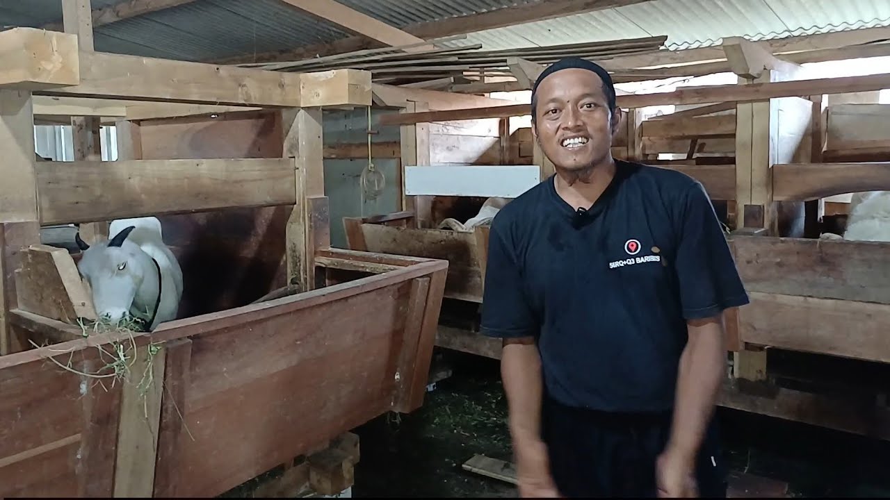 SUKSES TERNAK DOGAR DI CIGASONG MAJALENGKA