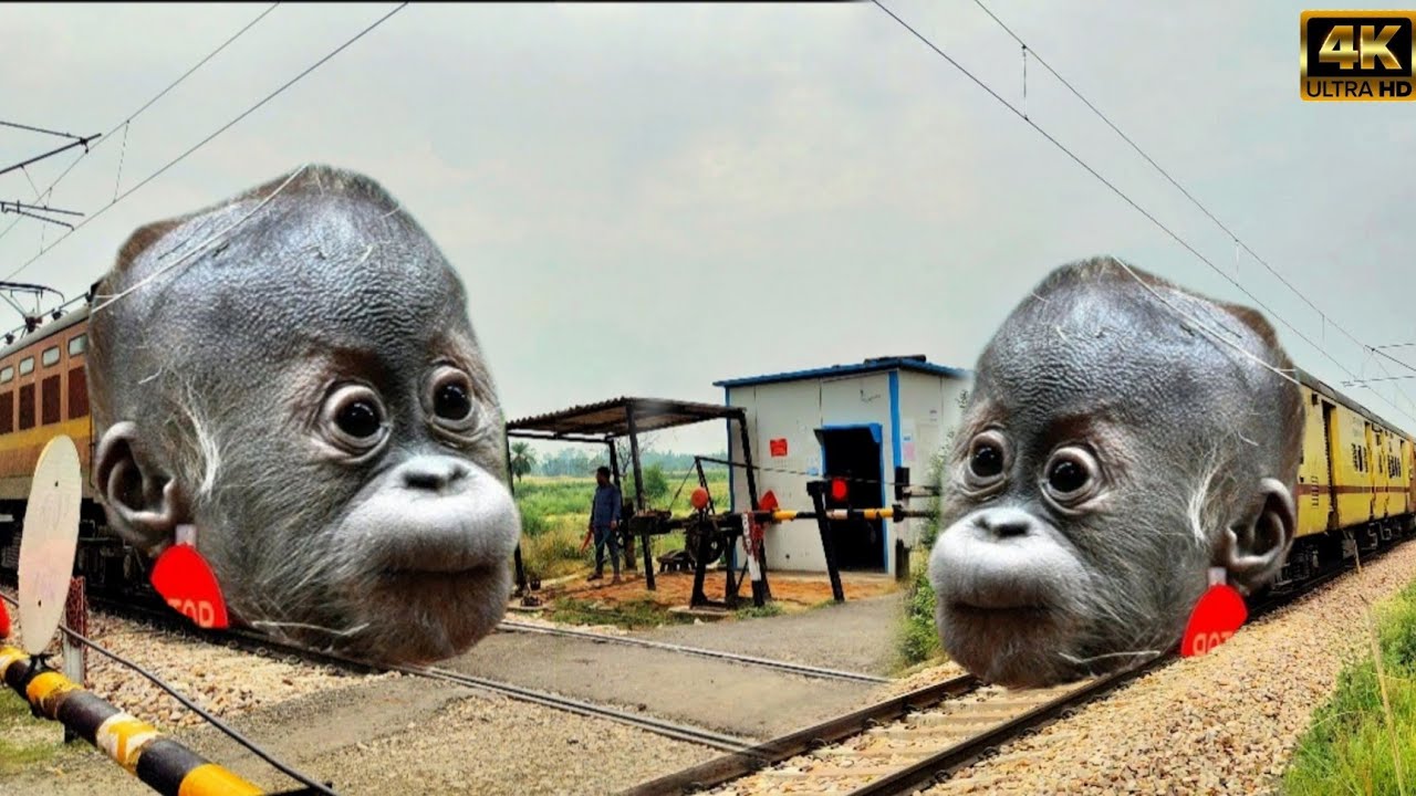 baby gorilla funny train video - baby gorilla video - funny gorilla videos - funny gorilla Exe,!!😂😛😄