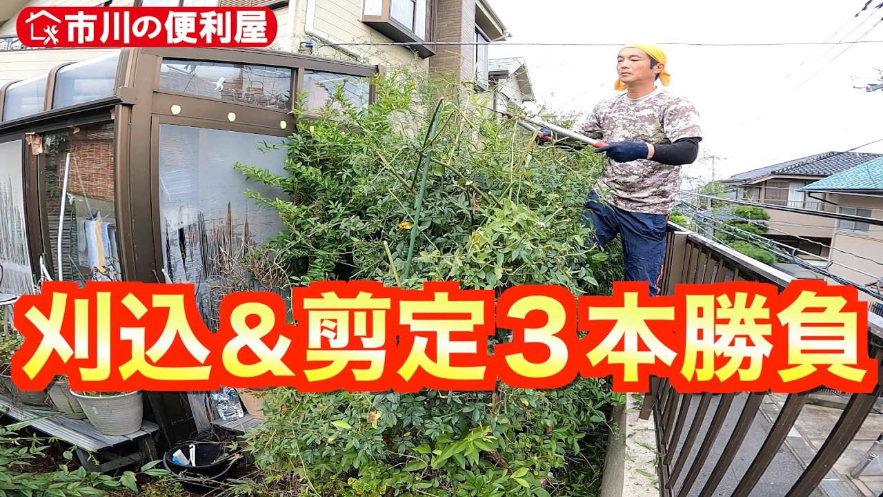 【お家周り刈り込み🌳巨大槙切り戻し🌲剪定枝回収】お家周り作業３本立て🏠️草抜き🌿除草剤散布仕上げ｜千葉県市川市の便利屋！各作業料一覧、お問い合わせ先は概要欄をご覧下さい！