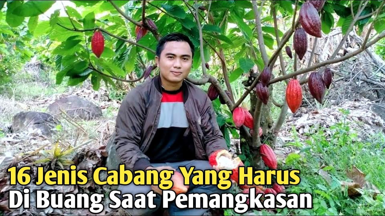 16 Jenis Cabang Ini Harus di Buang Saat Pemangkasan Agar Buah Kakao Lebat dan Pohonnya Sehat❗