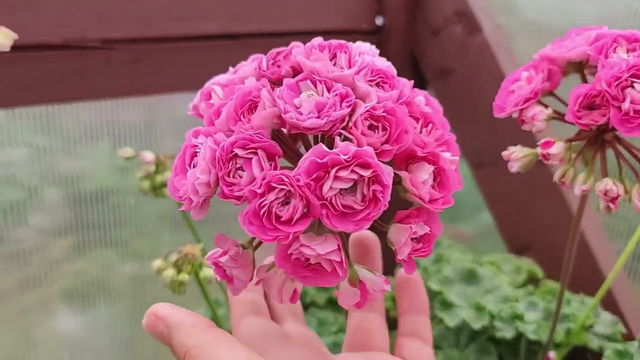 Полюбуемся  цветением❤️