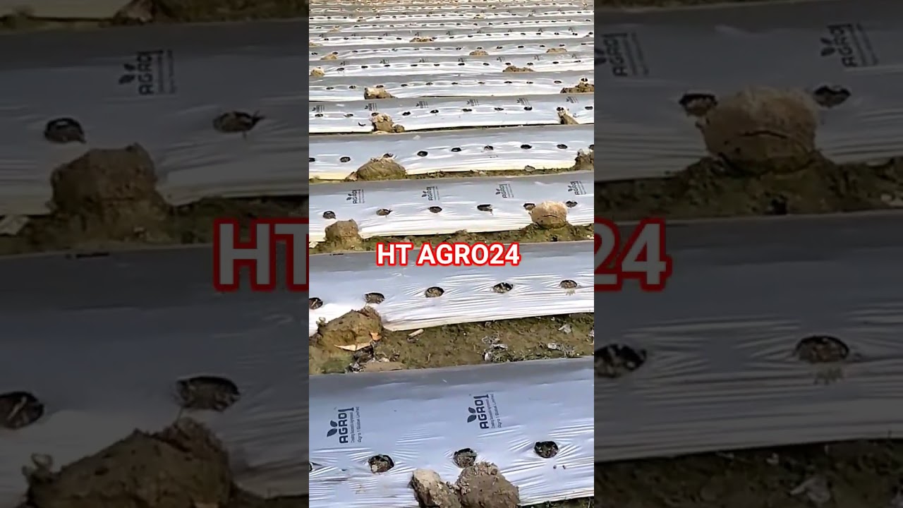 HT AGRO24 shosha project 01