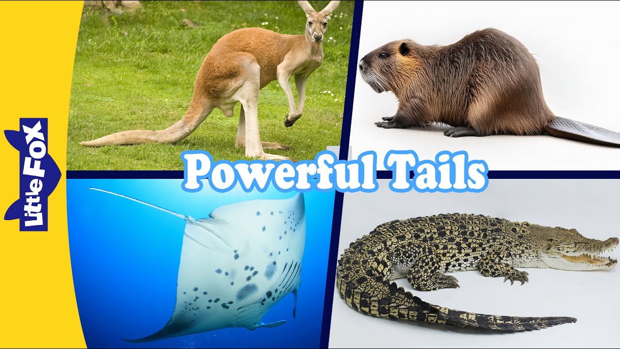 Powerful Tails | How Animals Use Their Super Tails!| Kangaroo, Beaver, Manta Ray, Alligator and More