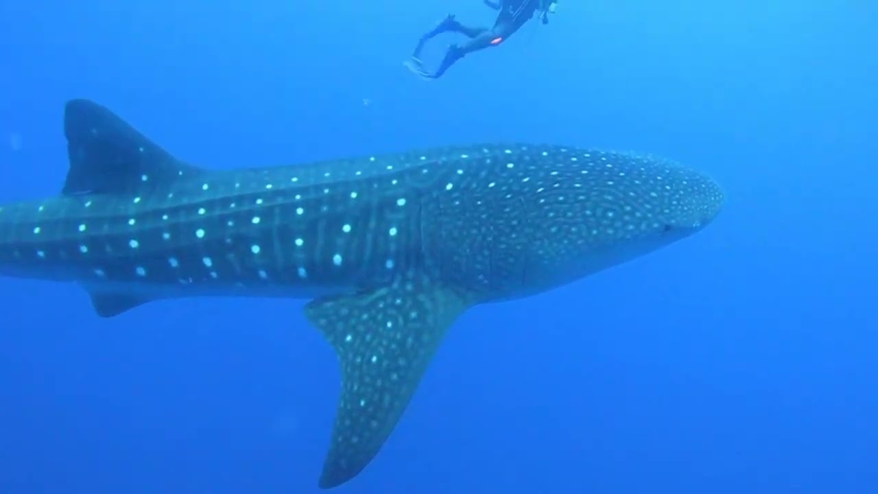 Whale Shark Belize 2022 amazing