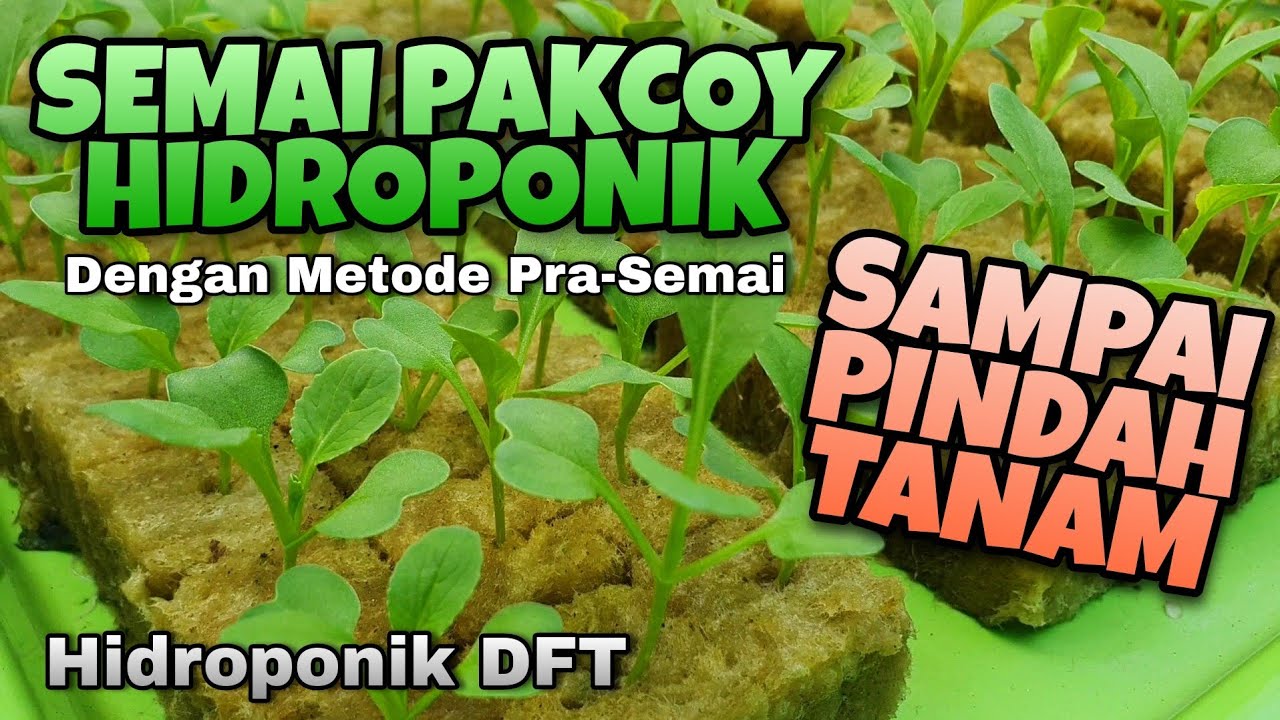 Cara semai Pakcoy Hidroponik dengan metode Pra-Semai | Sampai pindah tanam | Hidroponik DFT