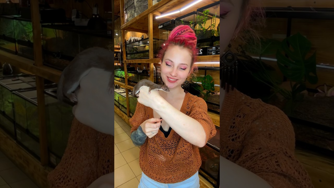 Ласка #питомцы #животные