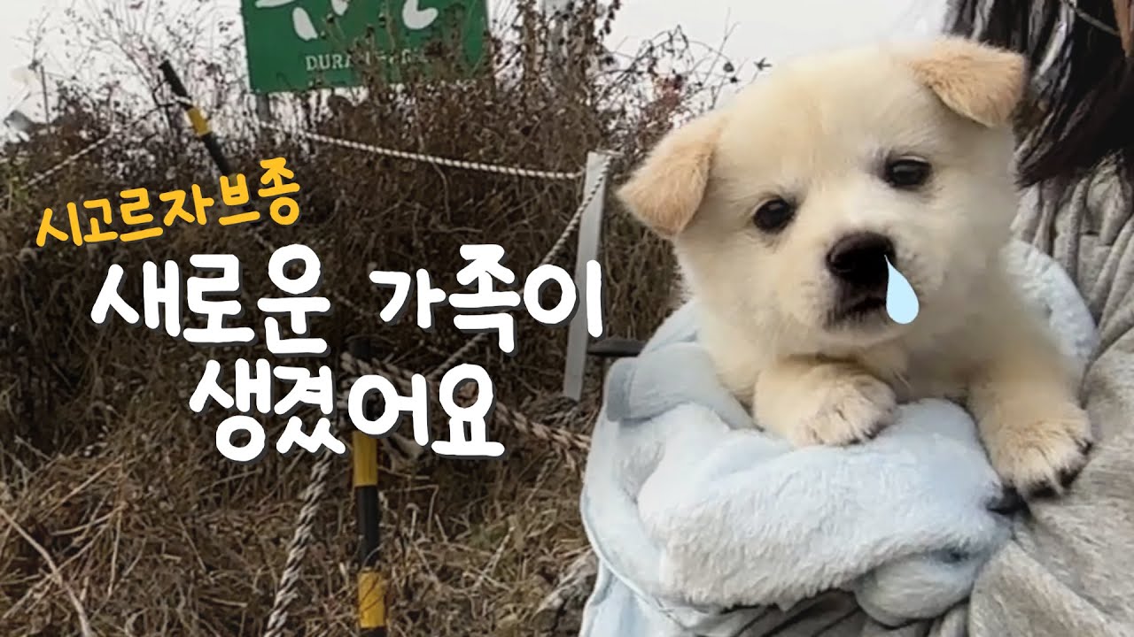 새 가족이 생겼어요 | 시고르자브종 | 아기강아지 입양 첫날