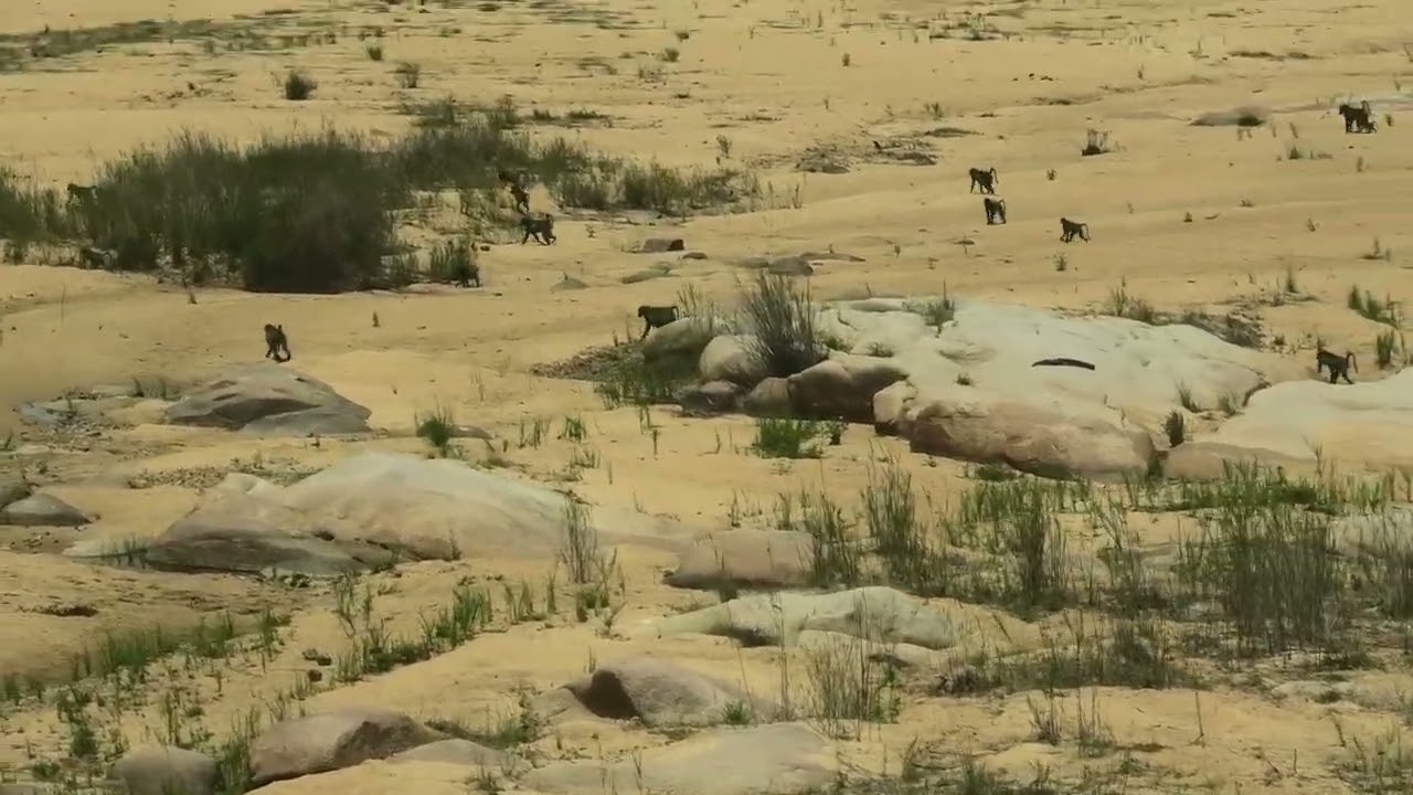 SOUTH AFRICA   KRUGER NATIONAL PARK HIPPOS GIRAFFES BABOONS   OUR BUS TOUR  PART 57