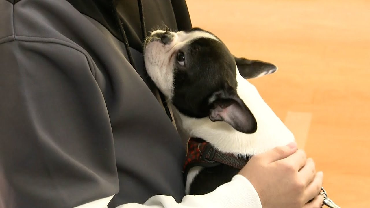「温かい」「柔らかい」訓練を受けたセラピー犬との触れ合い　不登校の子供たちに変化