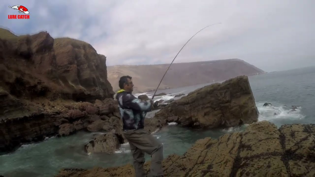 Gran Pesca de Bonitos/Monitos y luchando contra los Lobos - Caleta Camarones Arica
