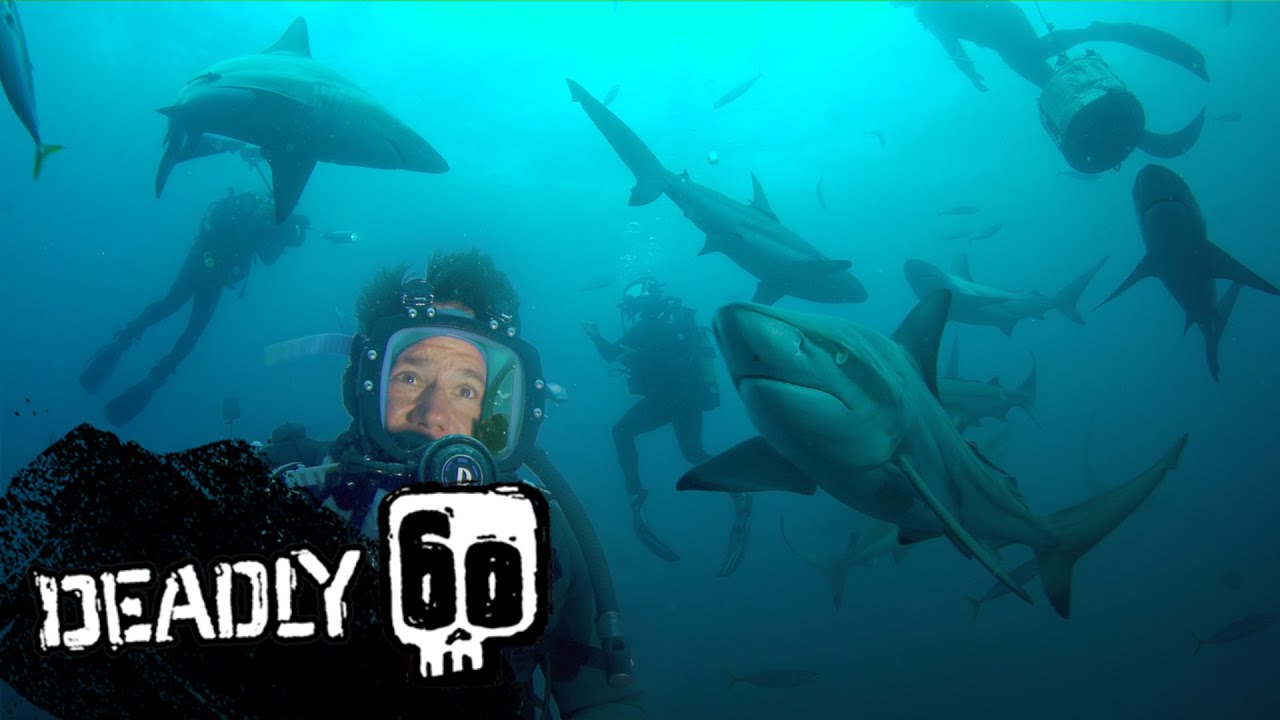 Diving with Dangerous Bull Sharks | Deadly 60 | BBC Earth Kids