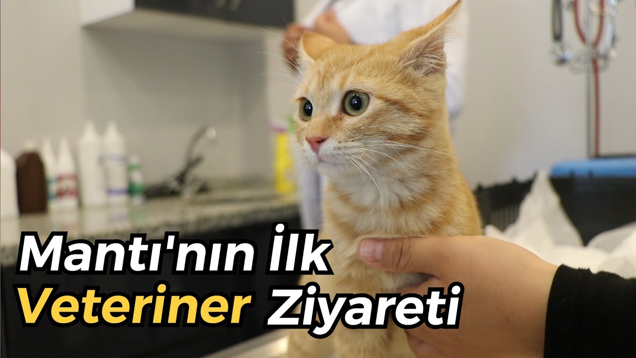 Yeni Kedim Mantı İle İlk Veteriner Ziyareti 😊 (İç Dış Parazit Tedavisi Yaptırdık)