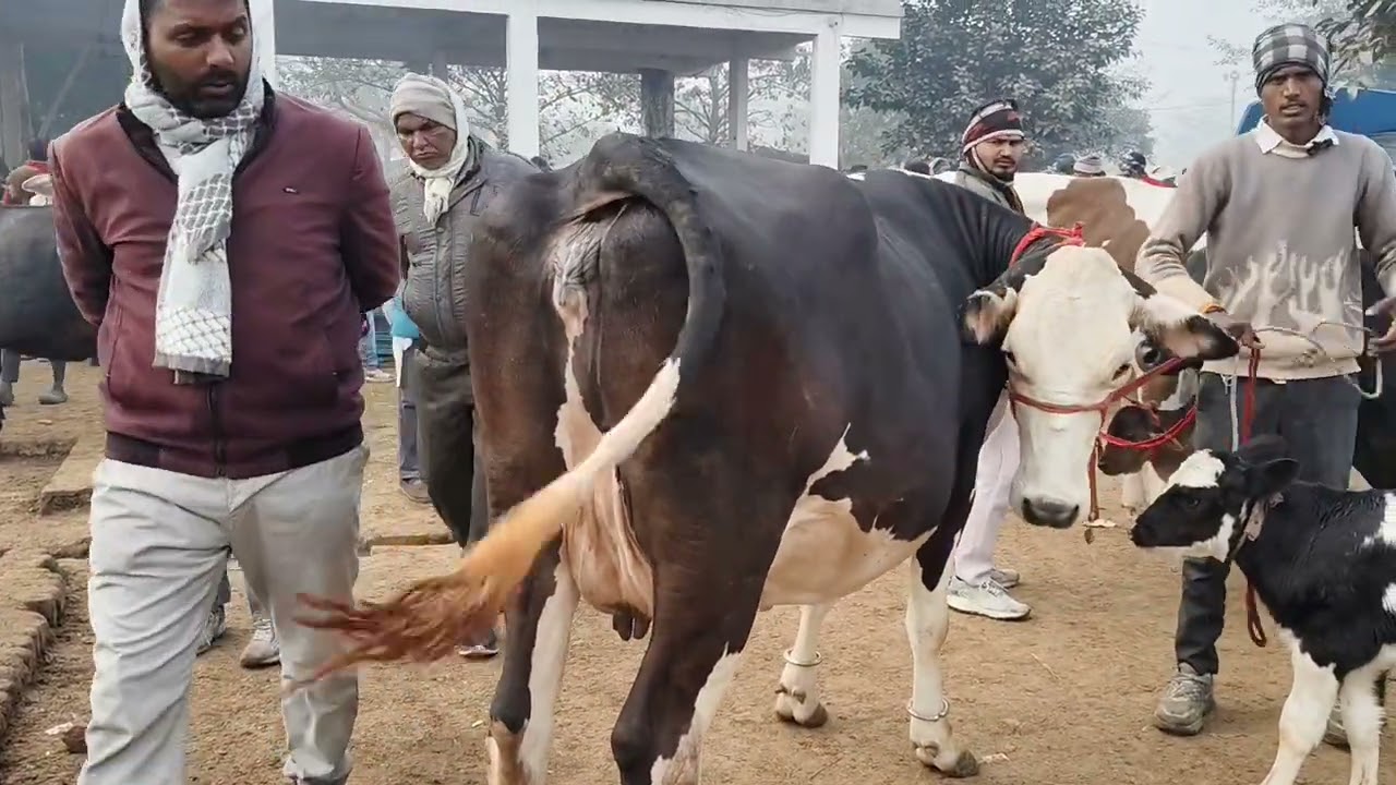 छपिया बाजार गोरखपुर का कहा लगता है | छपिया पशु बाजार 2026 का नजारा देखे 